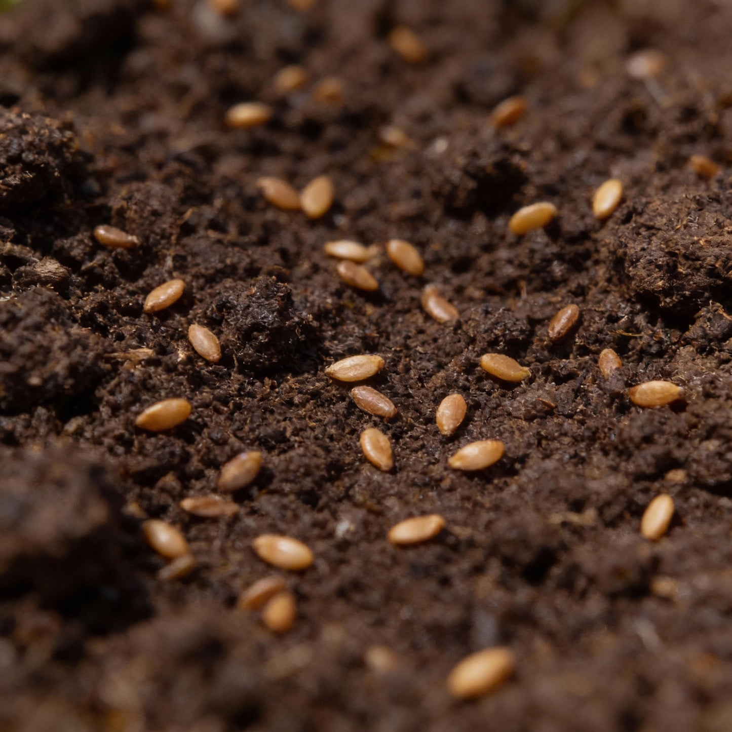 Oakleaf Lettuce Seeds (Green & Red) – Heirloom Variety for Home Gardens