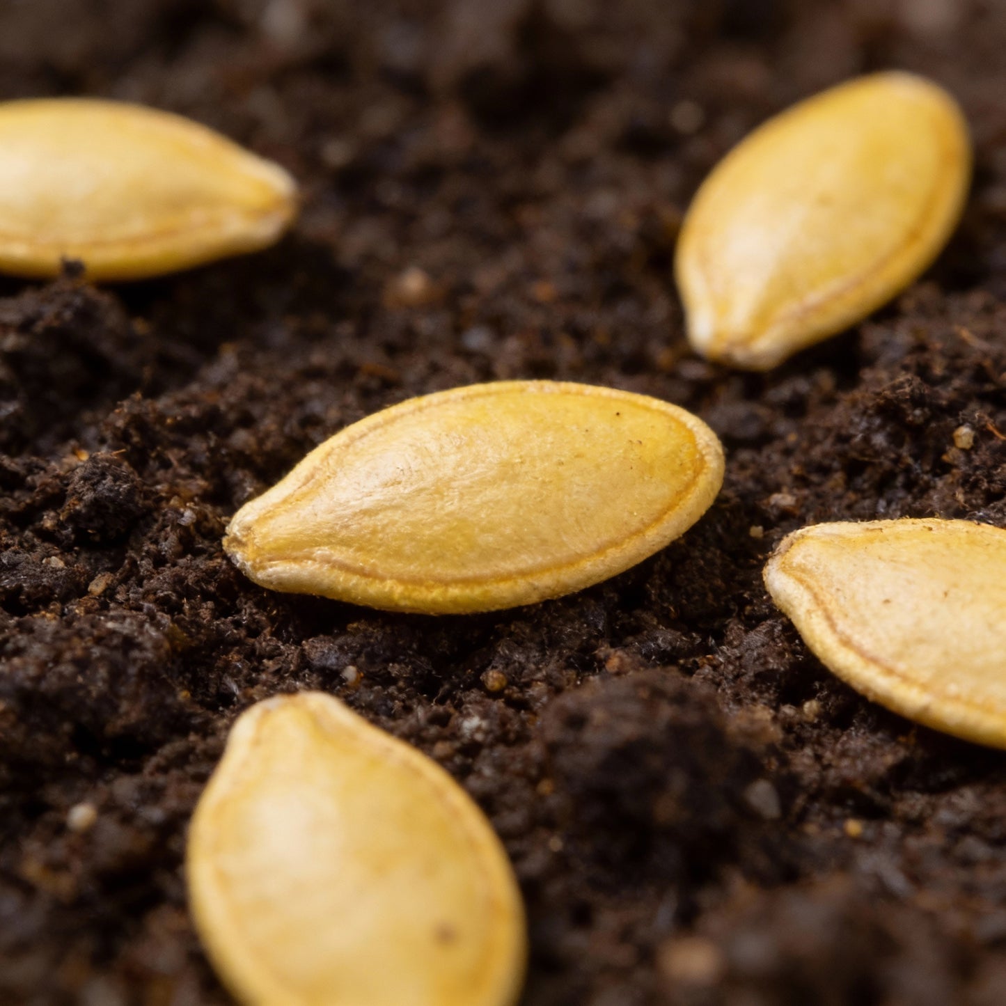 Lemon Summer Squash Vegetable Seeds – Bright Yellow, Mild & Refreshing Flavor