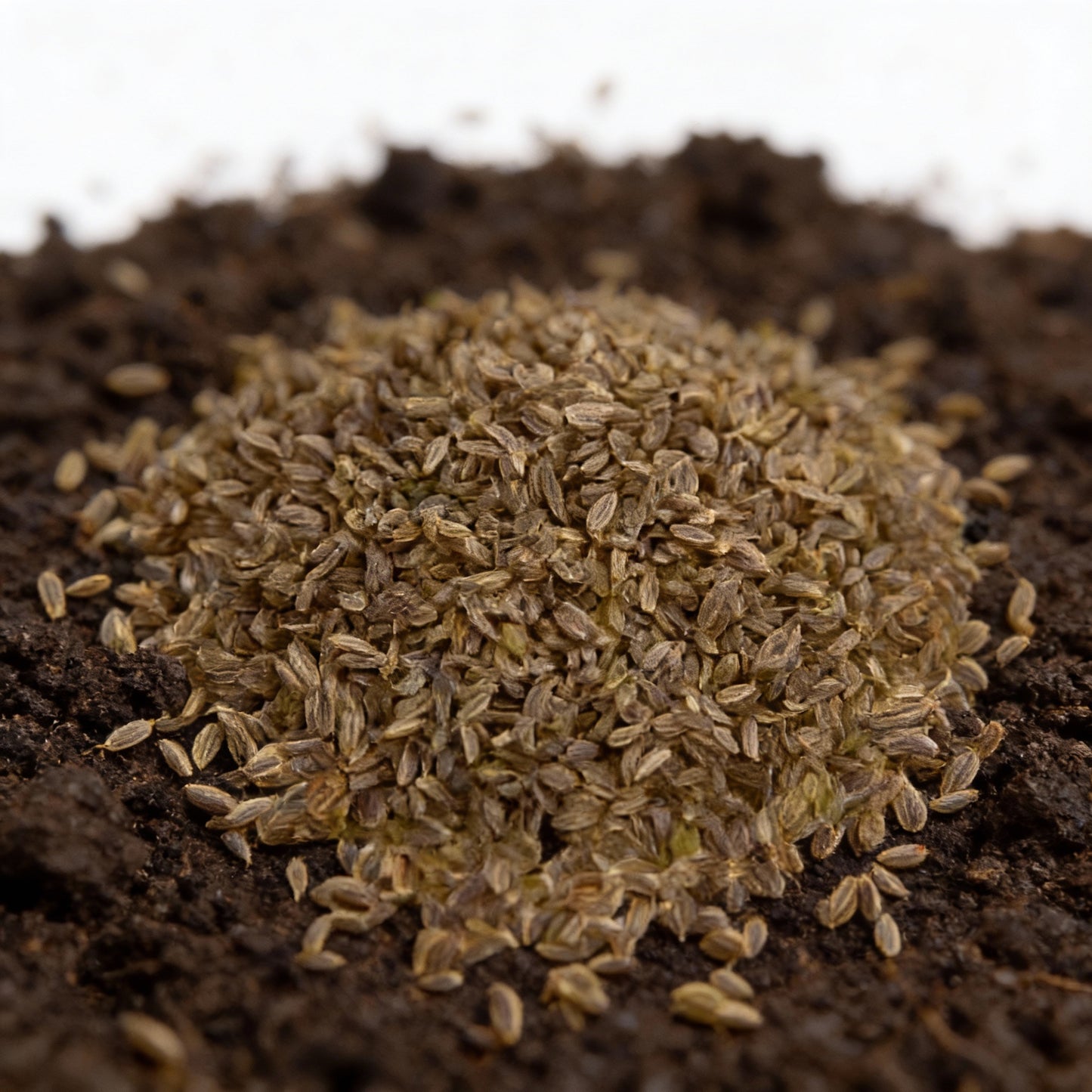 Italian Flat Leaf Parsley Seeds – Heirloom Culinary Herb for Gardens