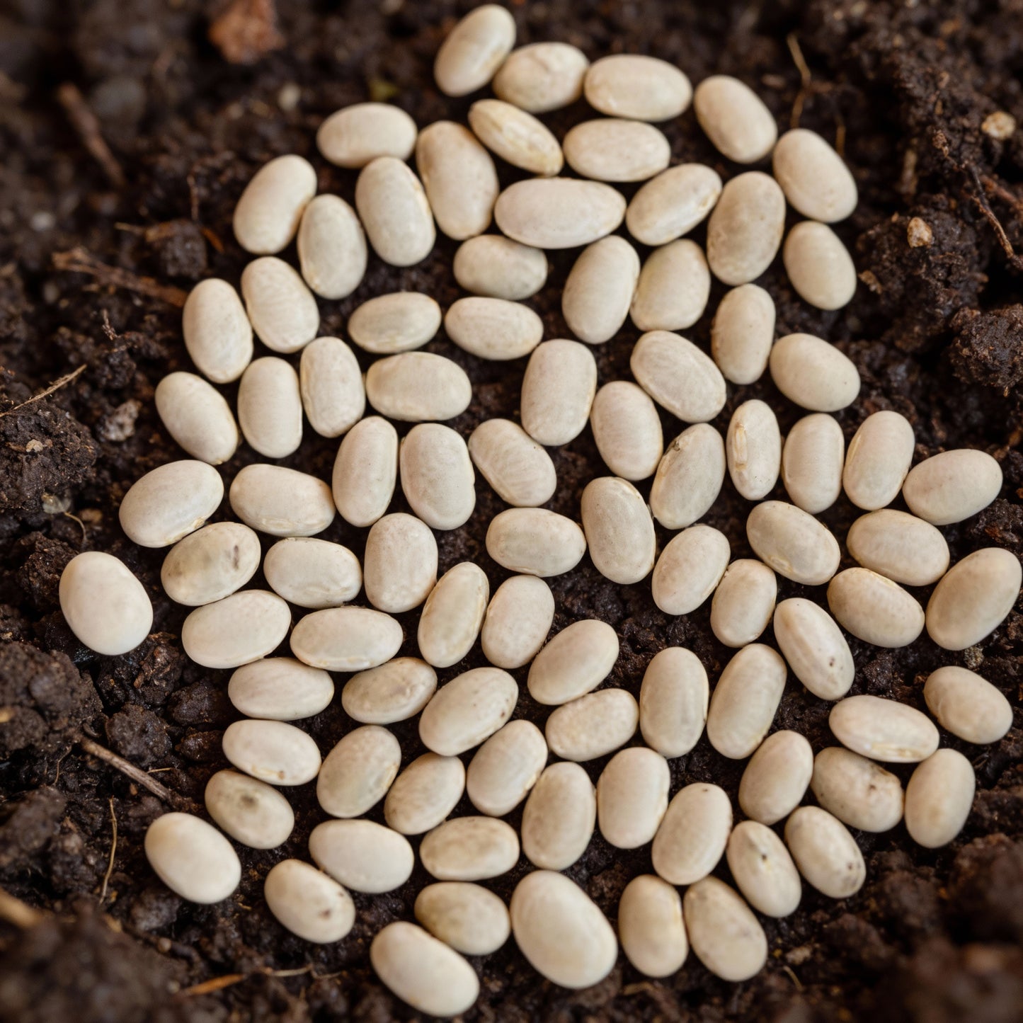 White Half Runner Green Bean Seeds for Planting – High Yield Vegetable