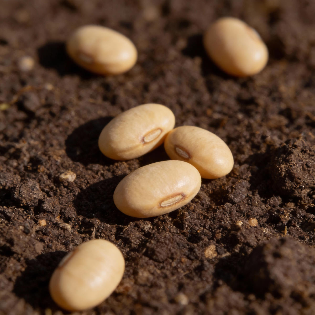 Michel’s Cowpea Haven Seeds – Cowpea Vegetable Seeds for Planting