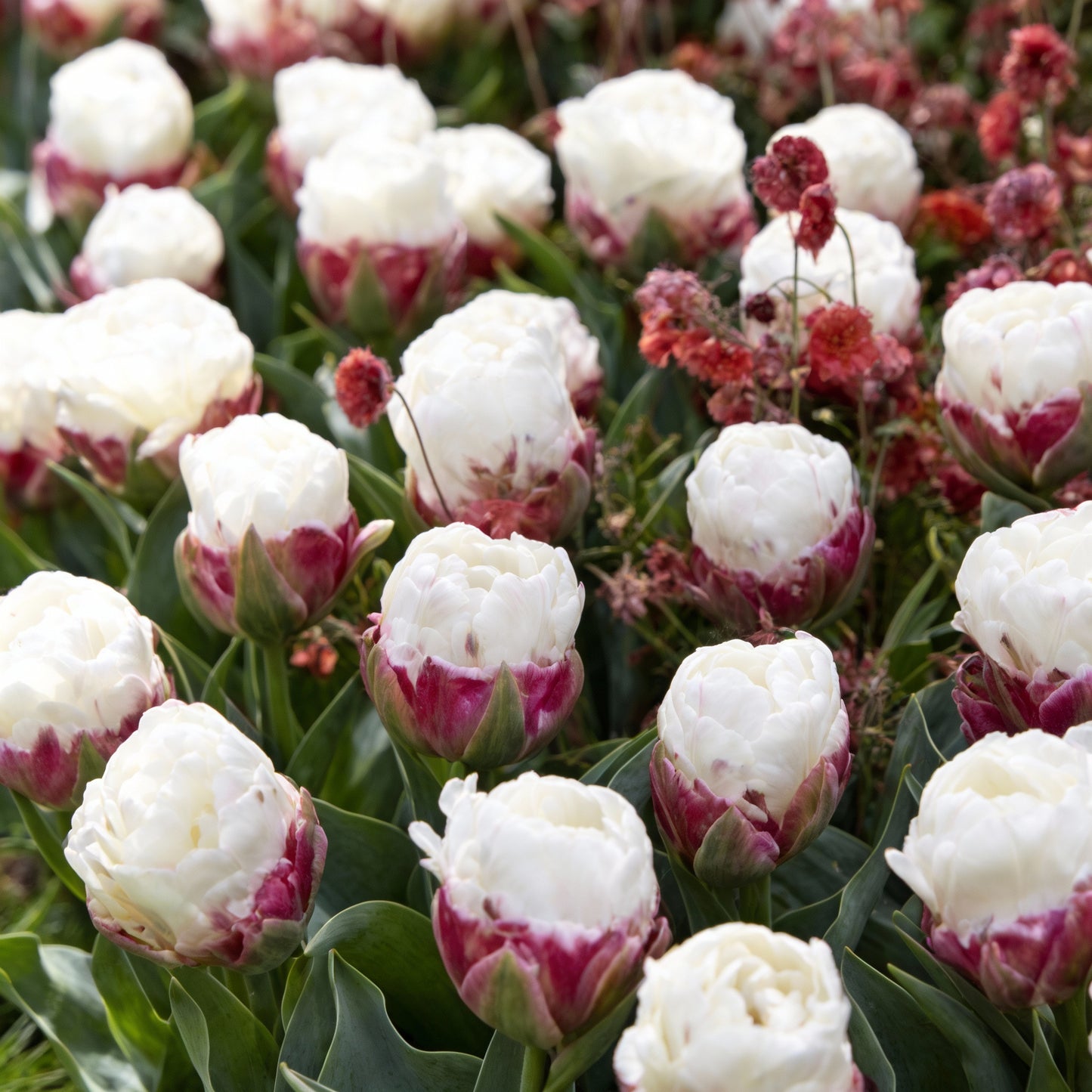 Ice Cream Tulip Flower Seeds for Garden Planting