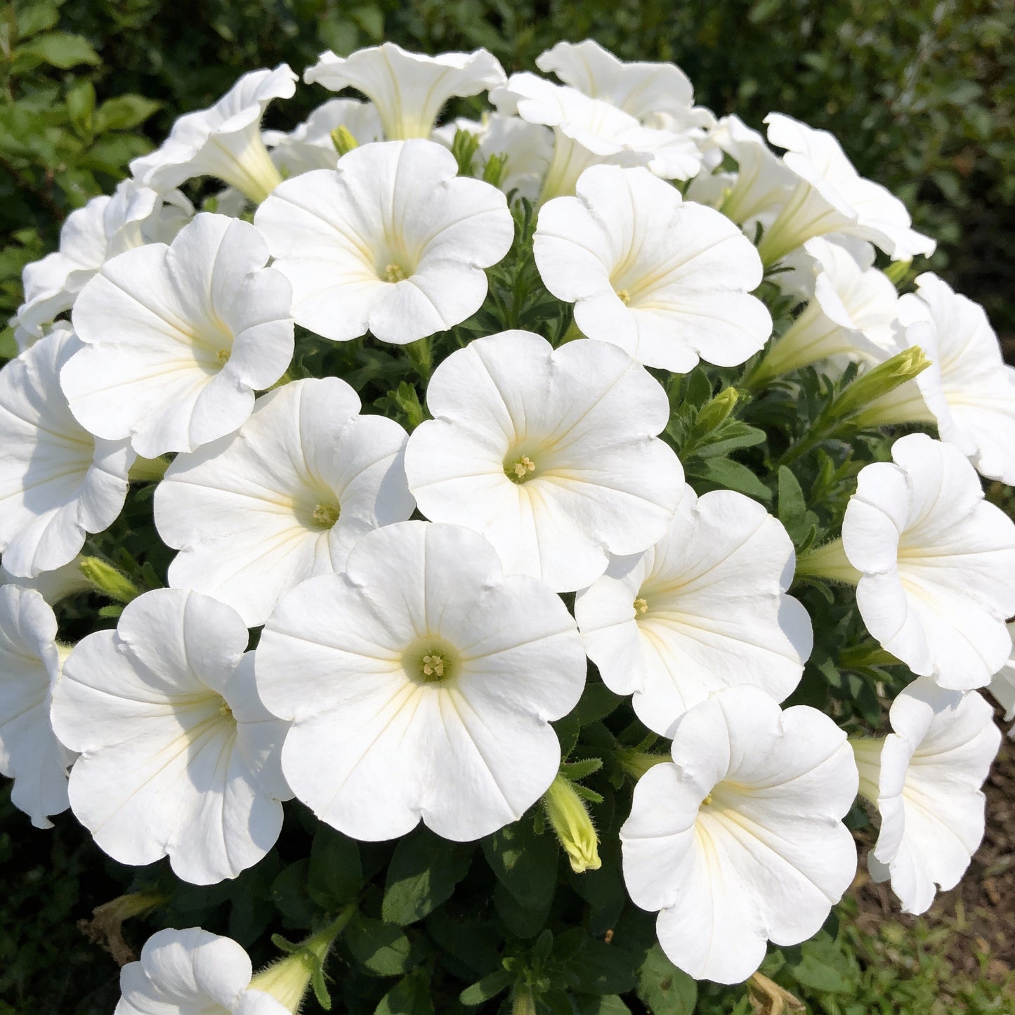 Pure White Petunia Seeds for Gardens and Hanging Baskets