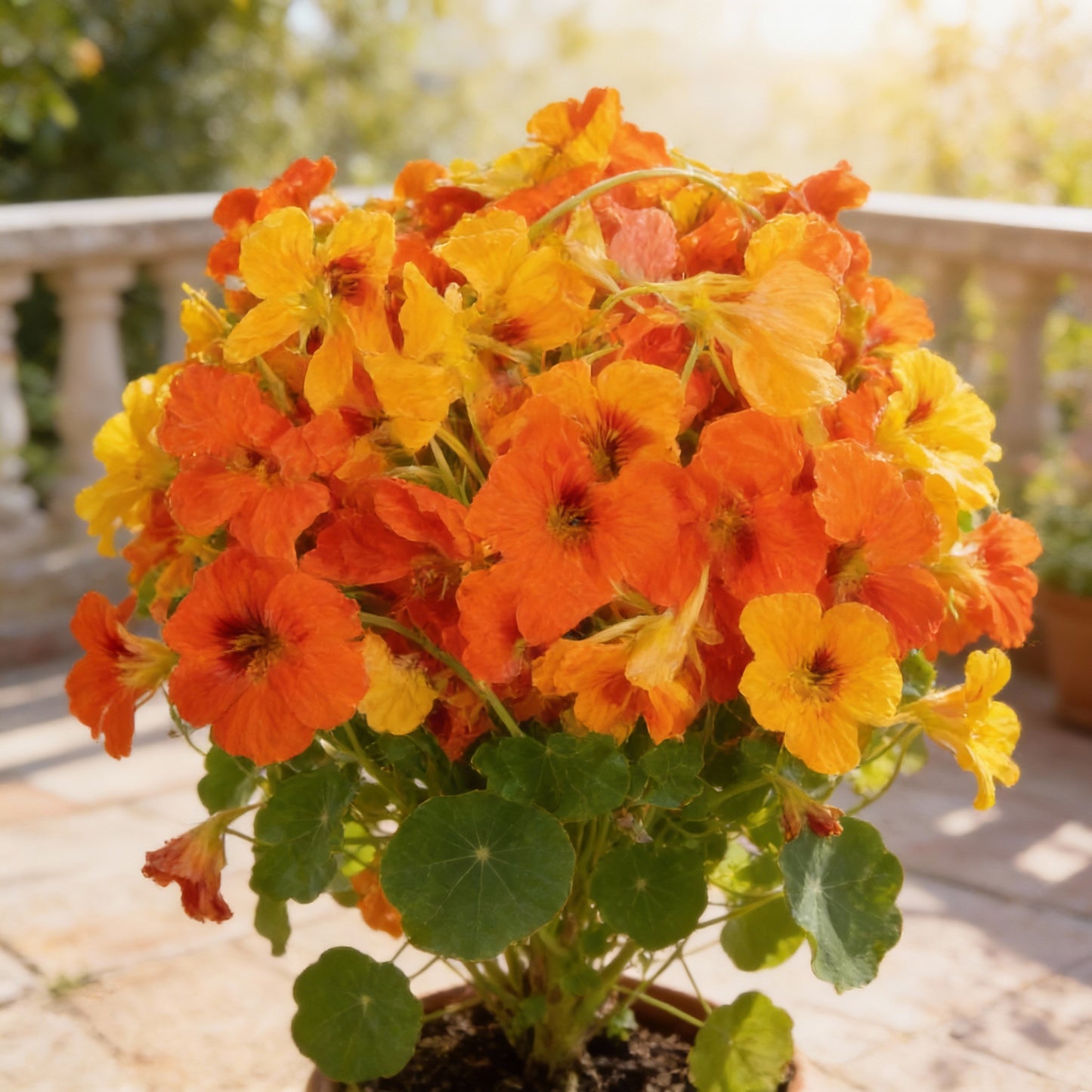 Single Mixed Nasturtium Seeds for Garden Planting