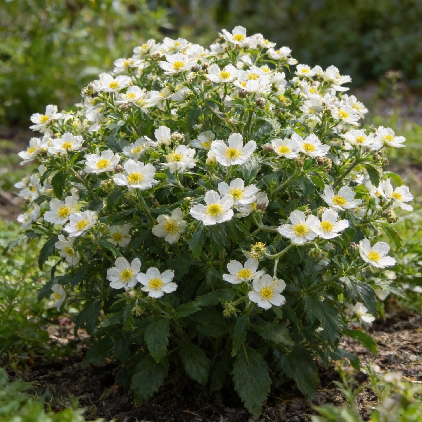 Ranunculus Platanifolius Flower Seeds for Garden Planting