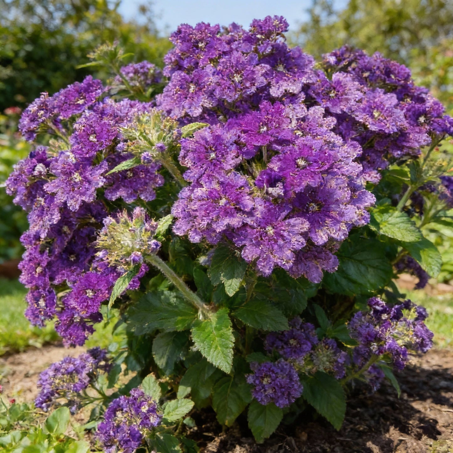 Verbena Bonariensis Flower Seeds for Garden Planting
