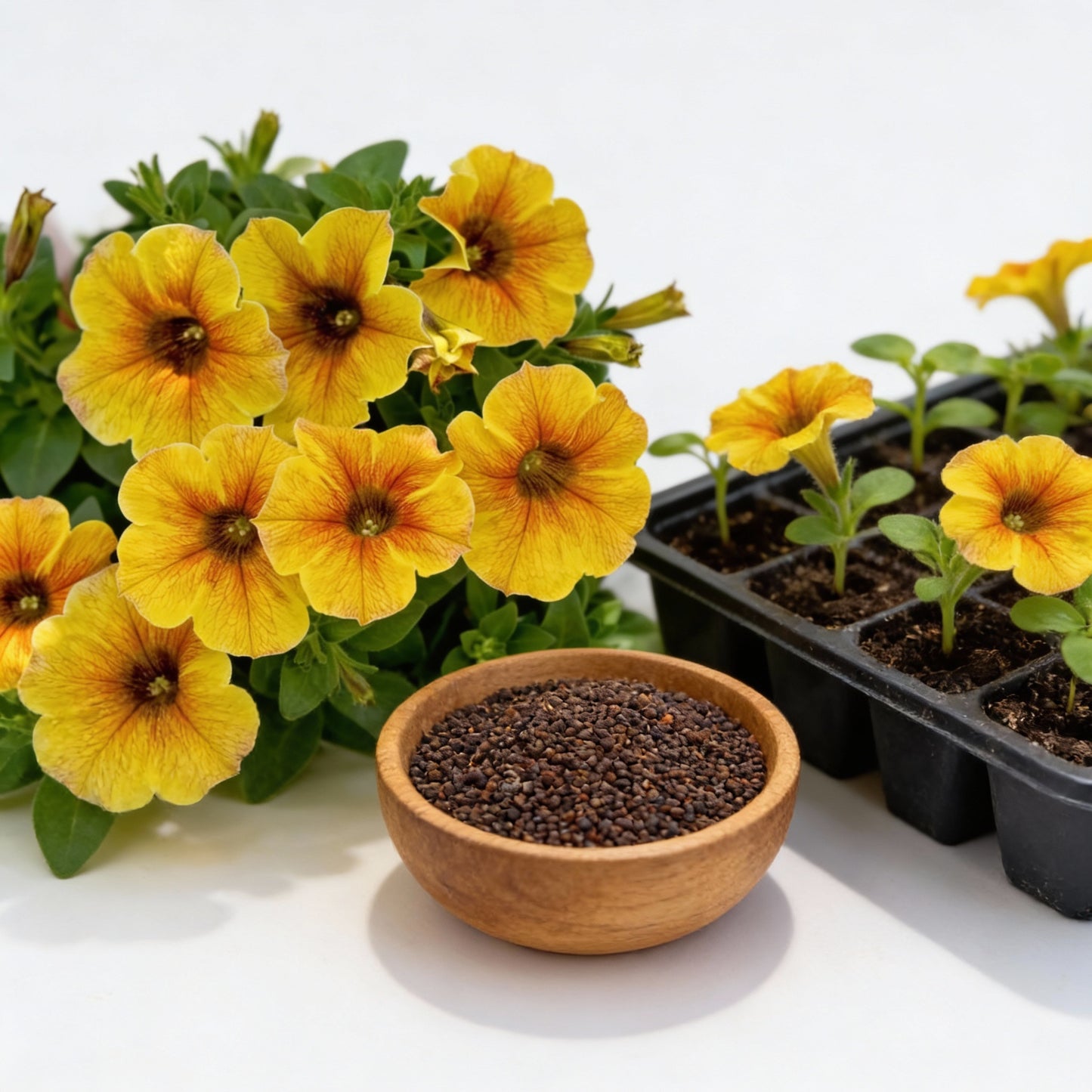 Yellow Petunia Flower Seeds – Bright & Cheerful Garden Blooms