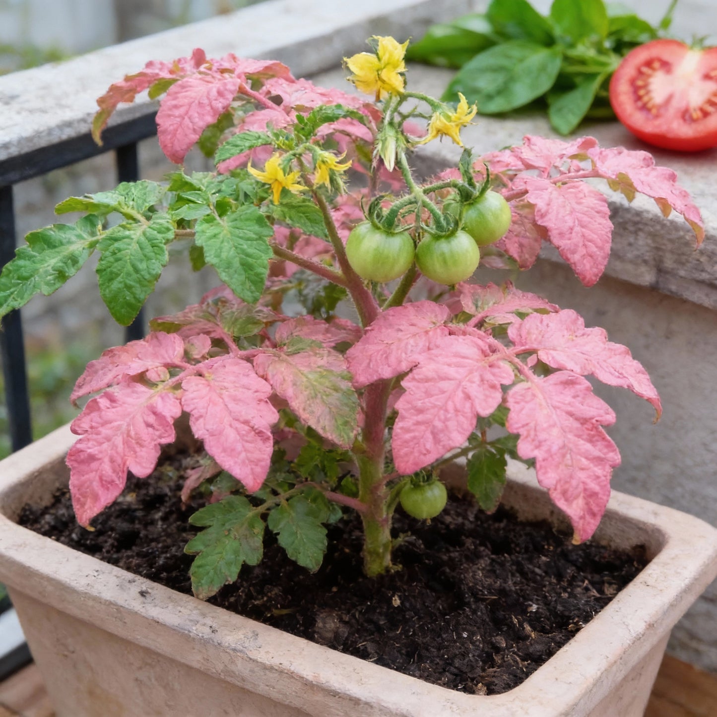 Tomato Seeds – Chef’s Choice Pink F1 Premium Gardening Seeds