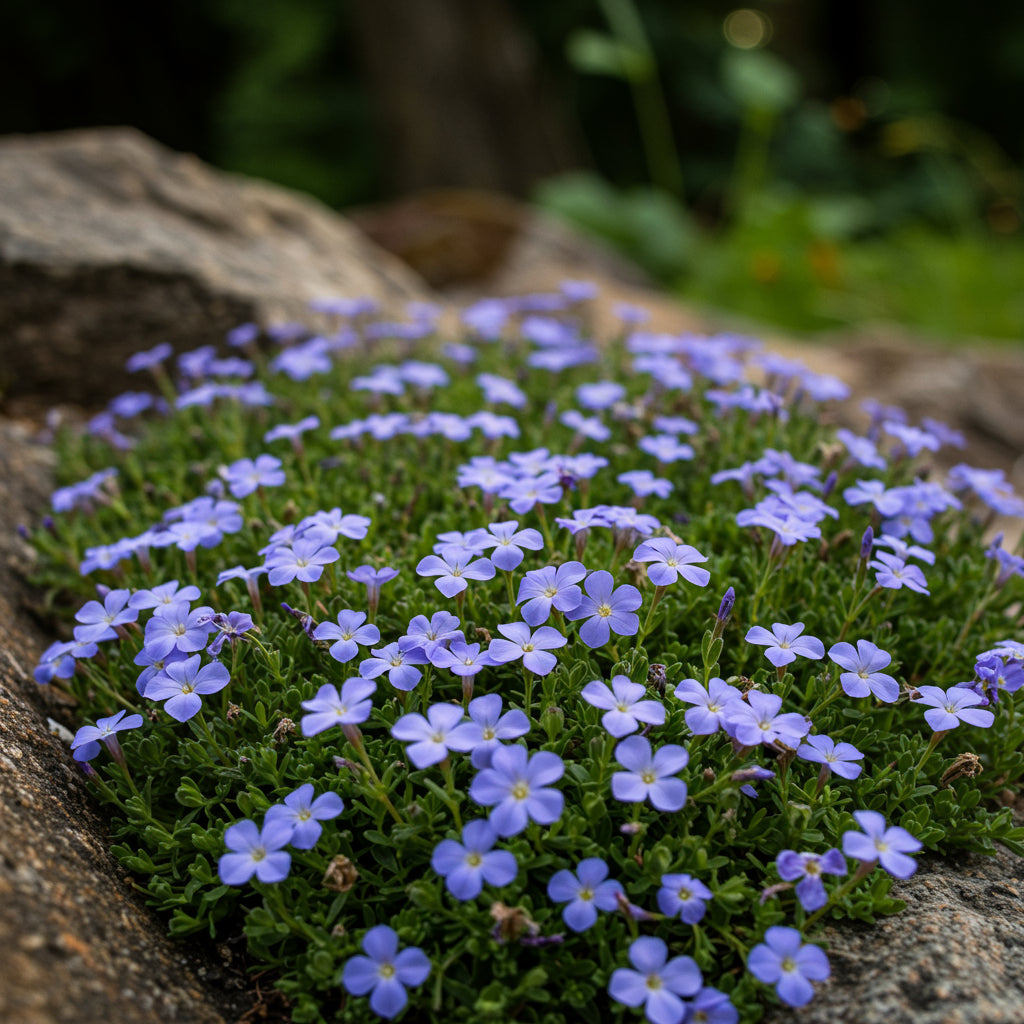 Glandora diffusa Seeds for Planting – Hardy Perennial Ground Cover Flower