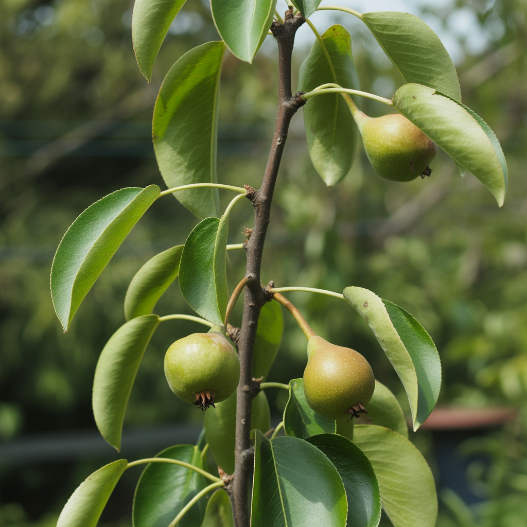 Pyrus Pyrifolia Fruit Seeds – Asian Pear Seeds for Home Gardening (10 Seeds)