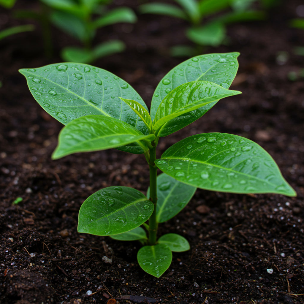 Green Ligustrum Plant Seeds – Evergreen Ornamental Shrub for Hedges & Gardens