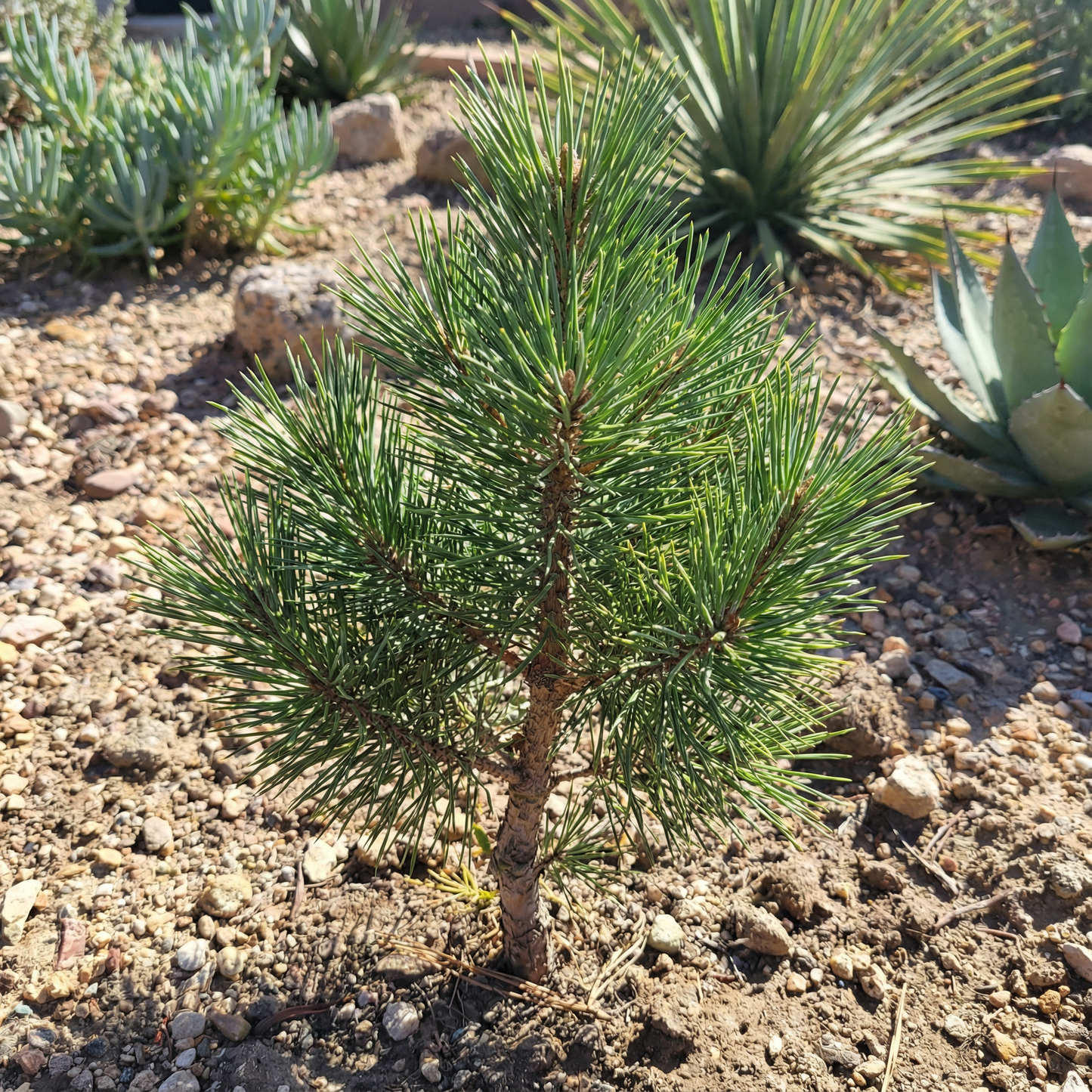 West Australian Christmas Tree Wildflower Seeds – Native Perennial Flower Seeds