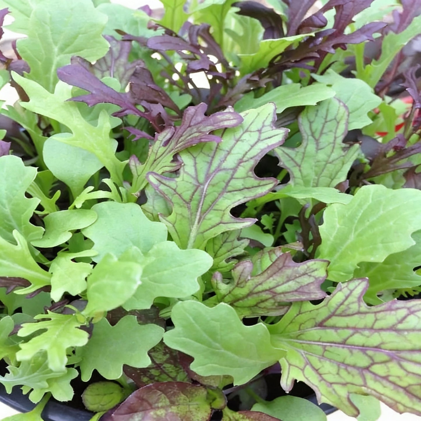 Salad Leaves Mustard Mix Seeds Fresh Leafy Greens