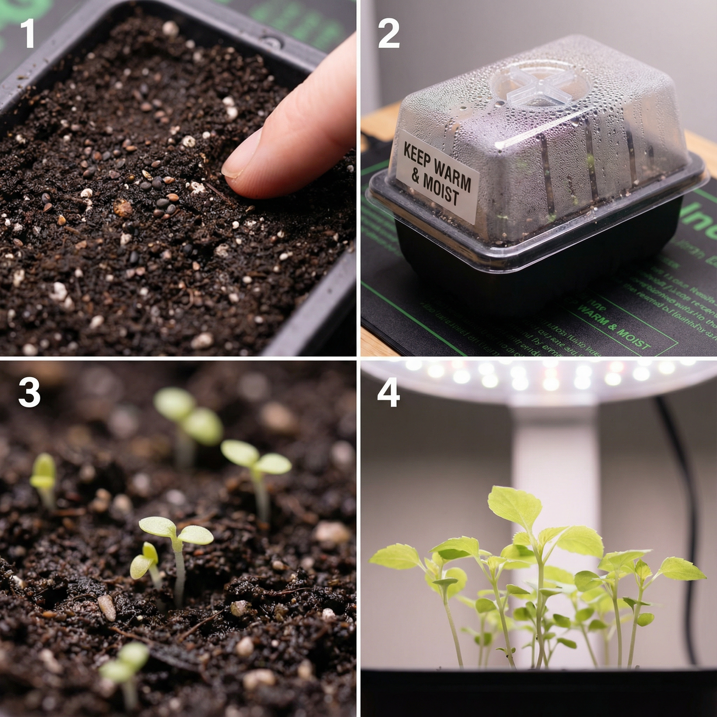 Impatiens Seeds Mixed Variety – Vibrant Annual Flower Seeds for Beds, Borders & Containers