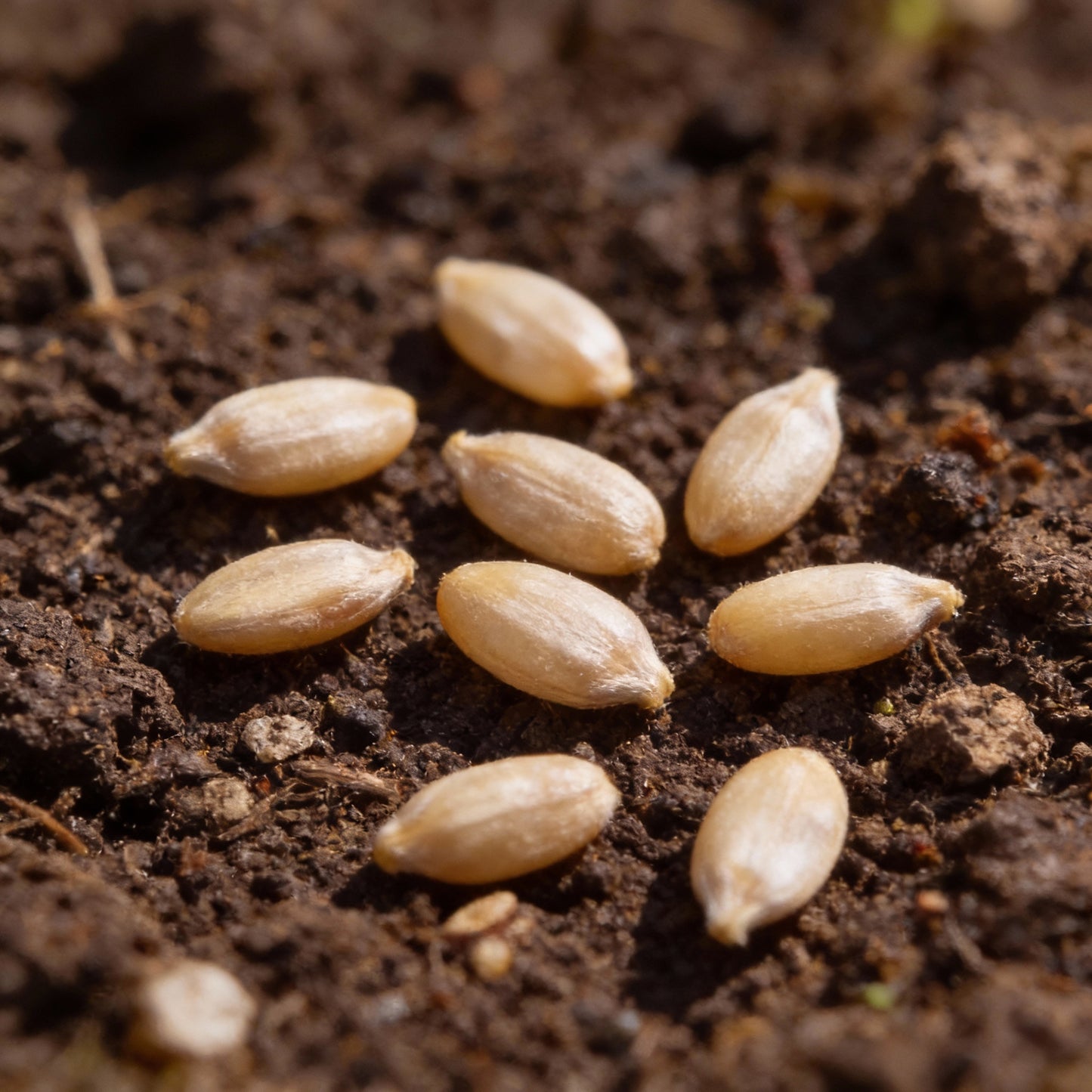 Heirloom Purple Red Brussels Sprout Seeds for Planting 100 Pcs