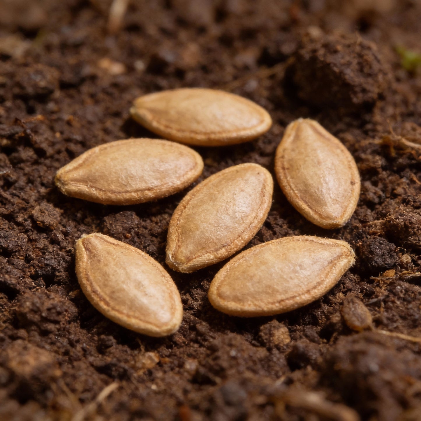 White Bitter Gourd Seeds Rare Heirloom Variety for Nutritious Harvest