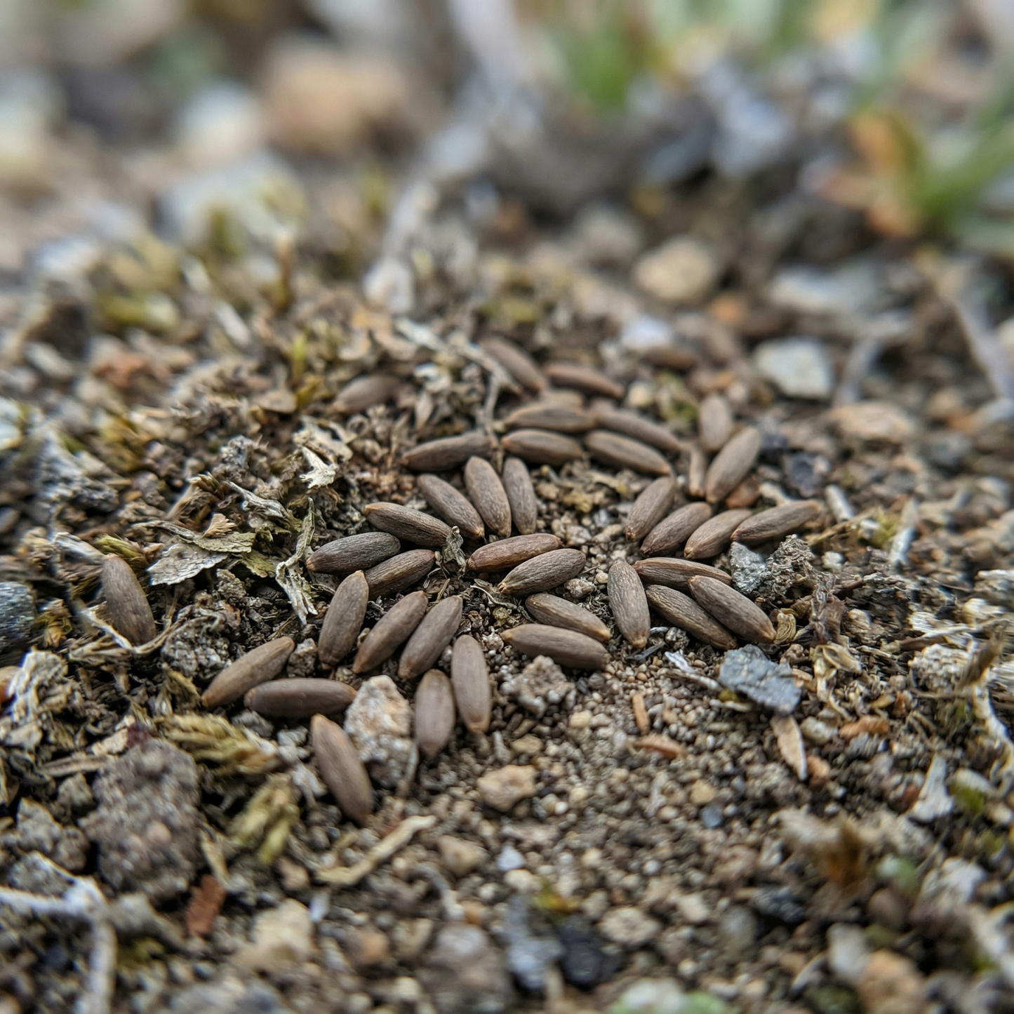 Townsendia Rothrockii Seeds for Rock Gardens