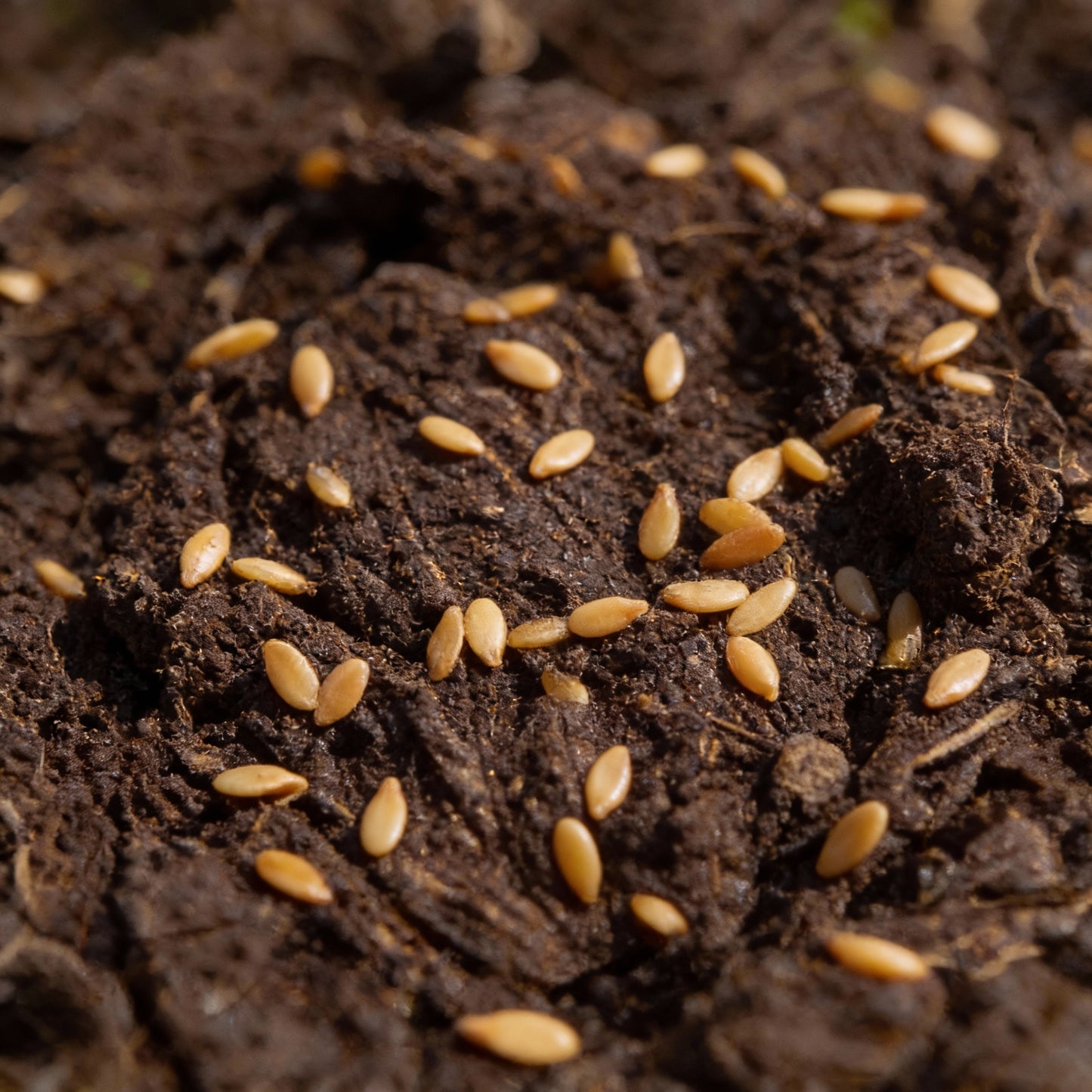 Organic Iceberg Lettuce Seeds – Crisp, Crunchy Heads for Home Gardens