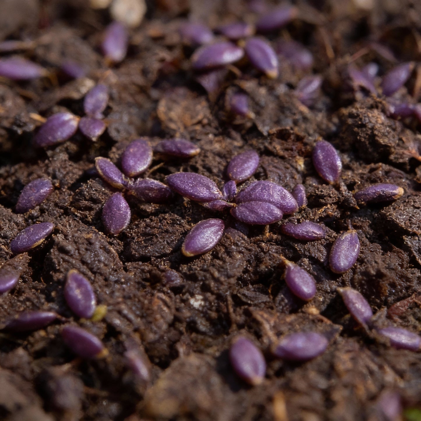 Dark Red Opal Basil Seeds – Deep Purple Aromatic Herb for Home Gardens