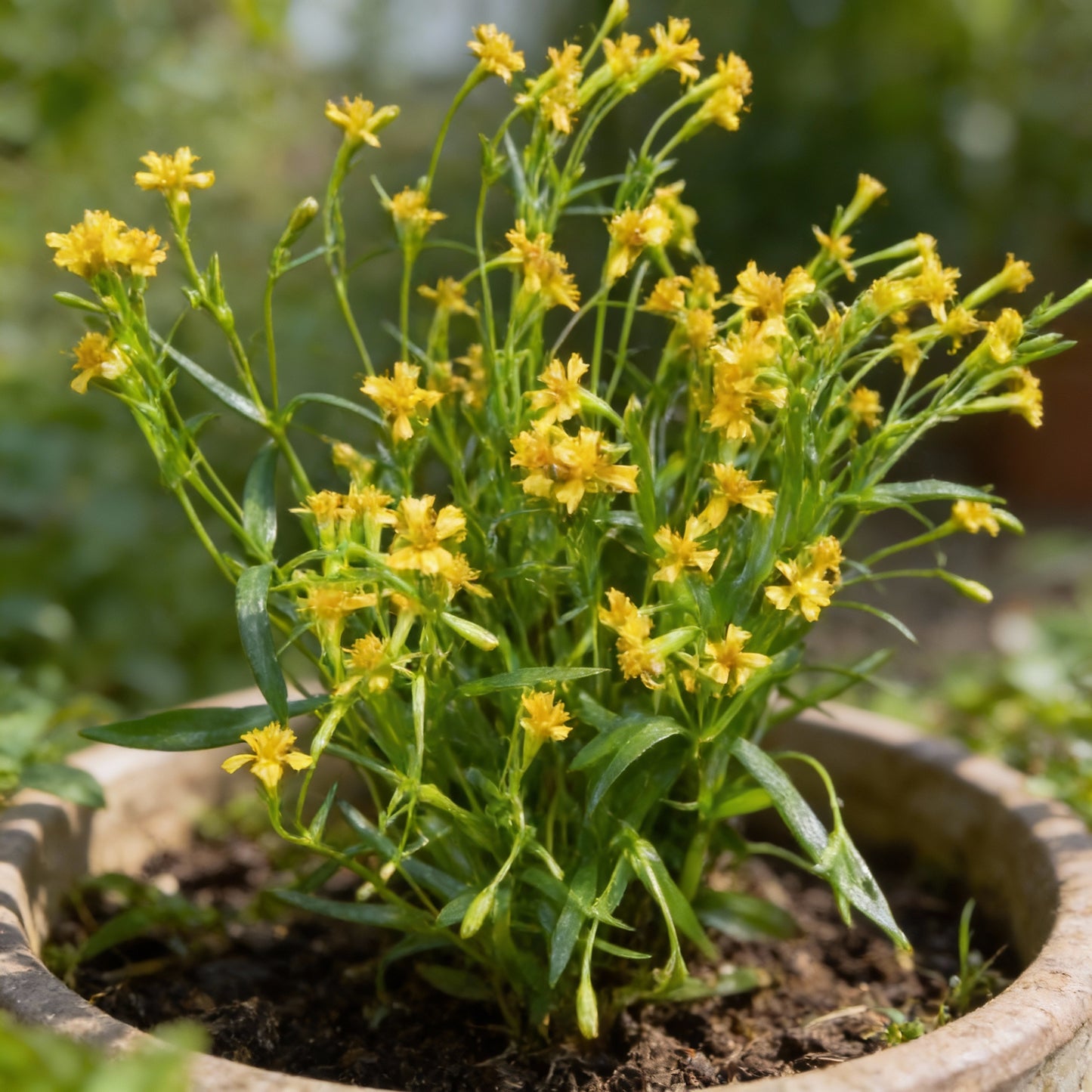 Mexican Tarragon Seeds for Garden Planting