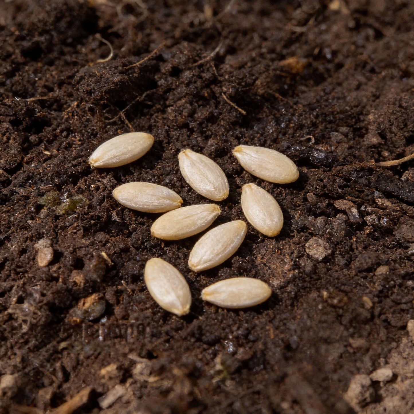Zucchini Grey Lebanese Seeds for Planting – Gardening Seeds