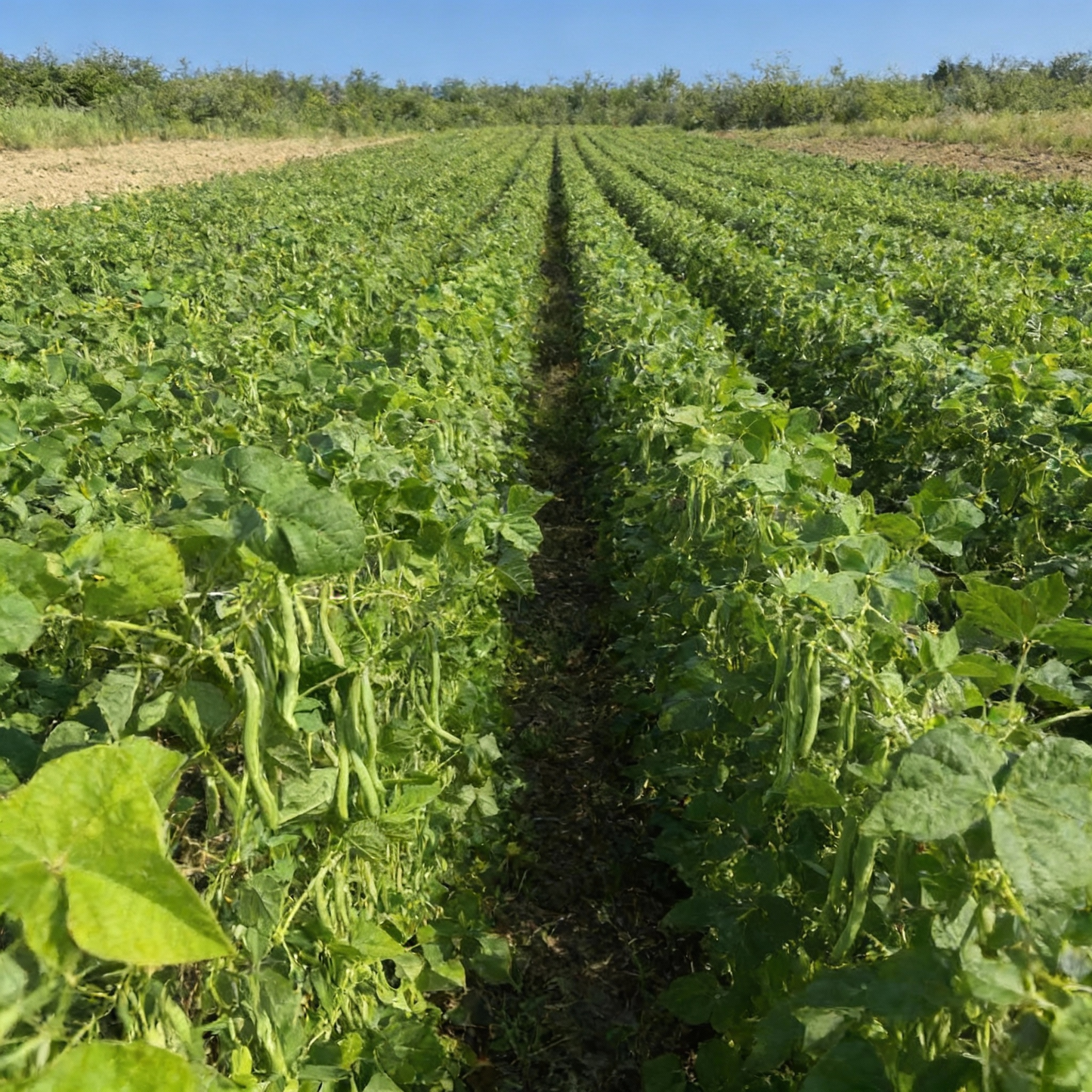 Green Contender Bean Vegetable Seeds