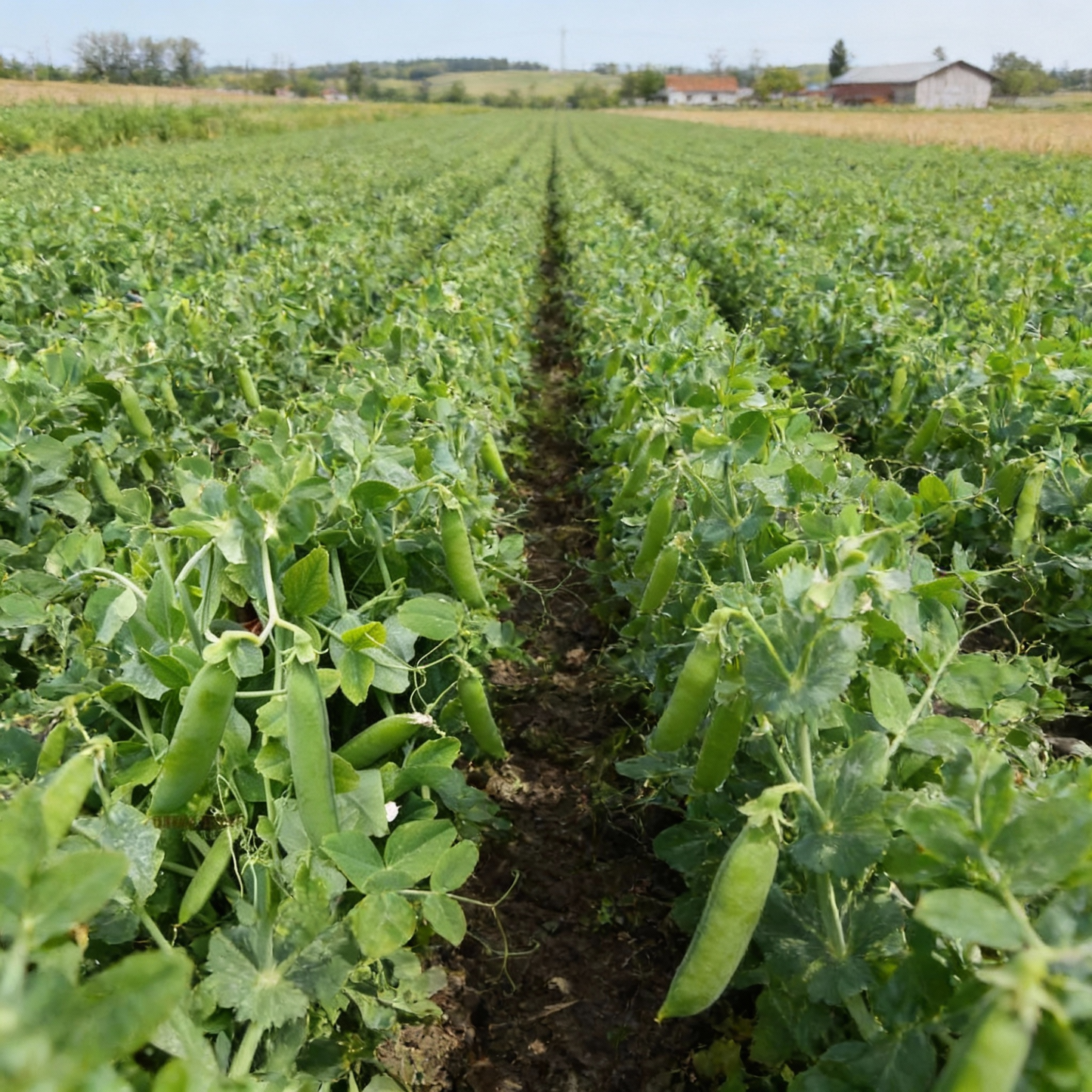 Kelvedon Wonder Pea Seeds for Planting