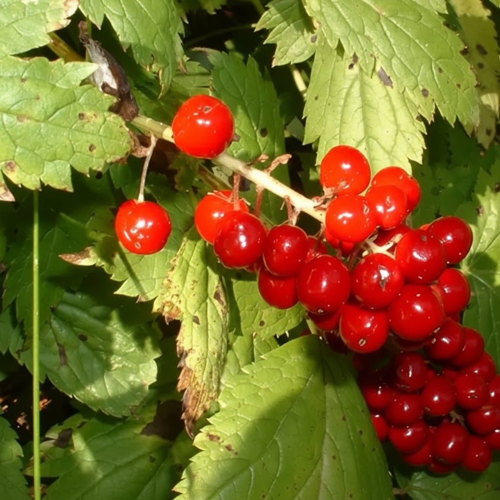 Actaea rubra Seeds – Red Baneberry Ornamental Woodland Perennial