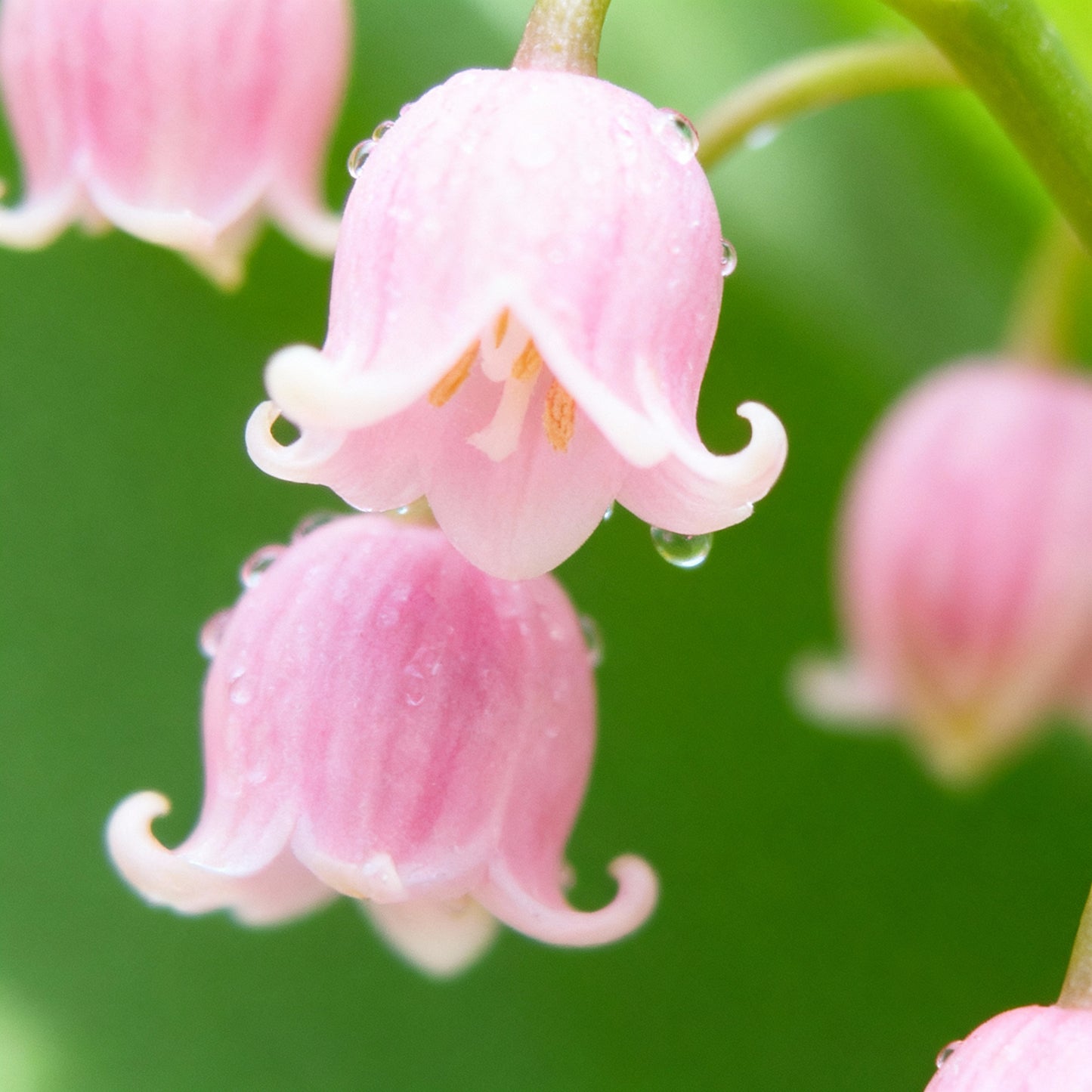 Pink Lily of the Valley Seeds for Planting