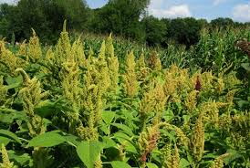 Amaranth Green Leaf Vegetable Seeds – Grow Nutritious, Fast-Growing Greens
