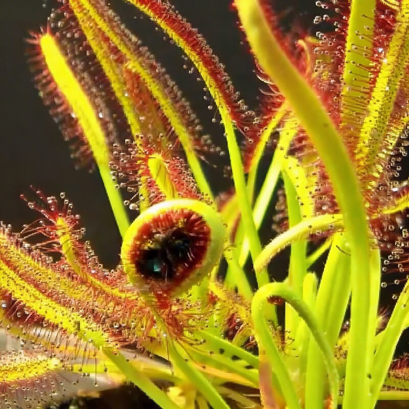 Sundew Seeds Drosera Carnivorous Plants Insect Capturing Ornamental