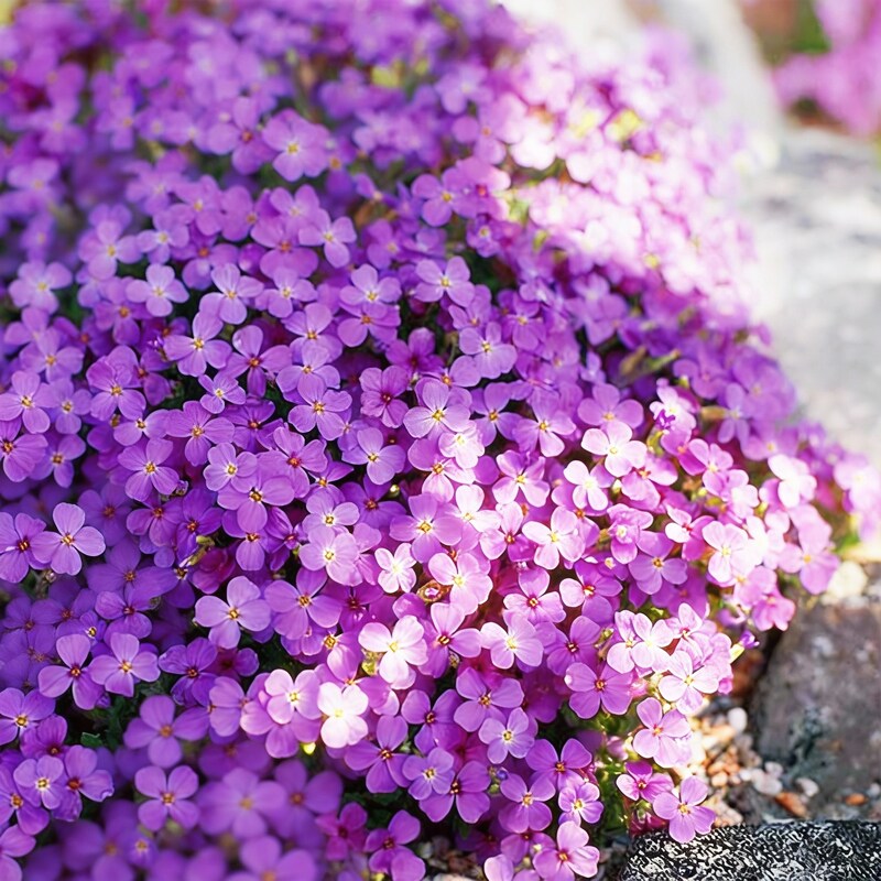 Rainbow Creeping Thyme & Mixed Rock Cress Seeds – Perennial Ground Cover for Home Garden
