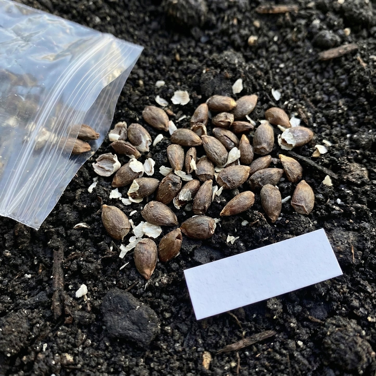 MD2 Golden Pineapple Seeds for Planting
