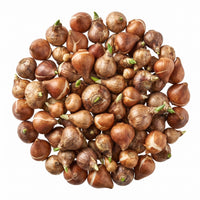 Bulbs