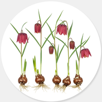 Exotic Bulbs