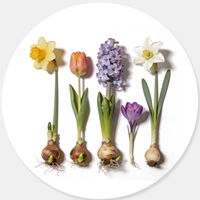 Flowering Bulbs