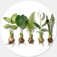  Foliage Bulbs