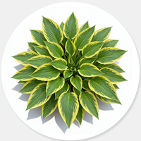 Foliage Shrubs