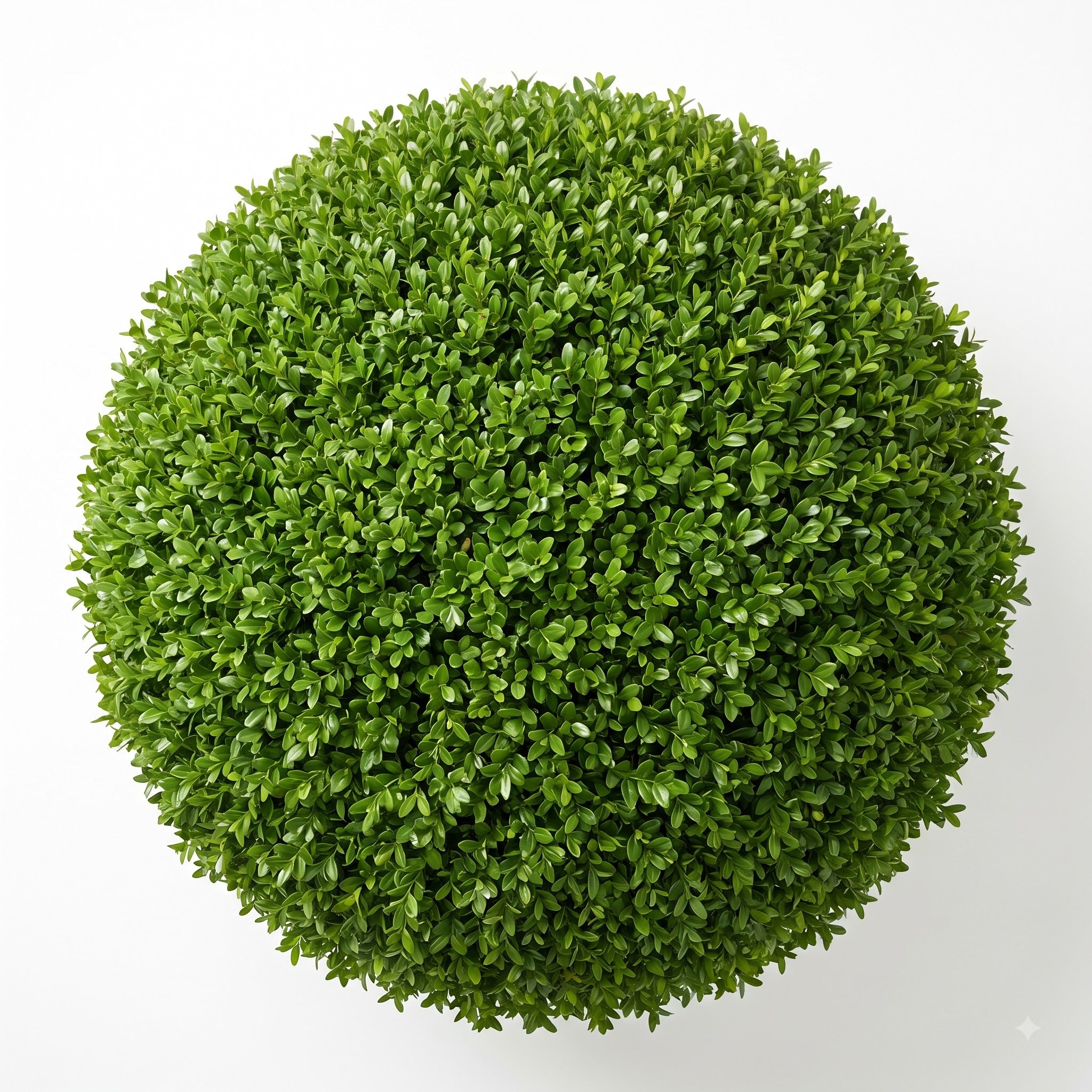 Shrub & Hedge Seeds