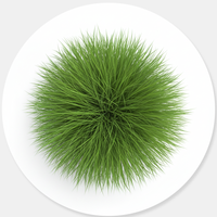 Ornamental Grass Seeds
