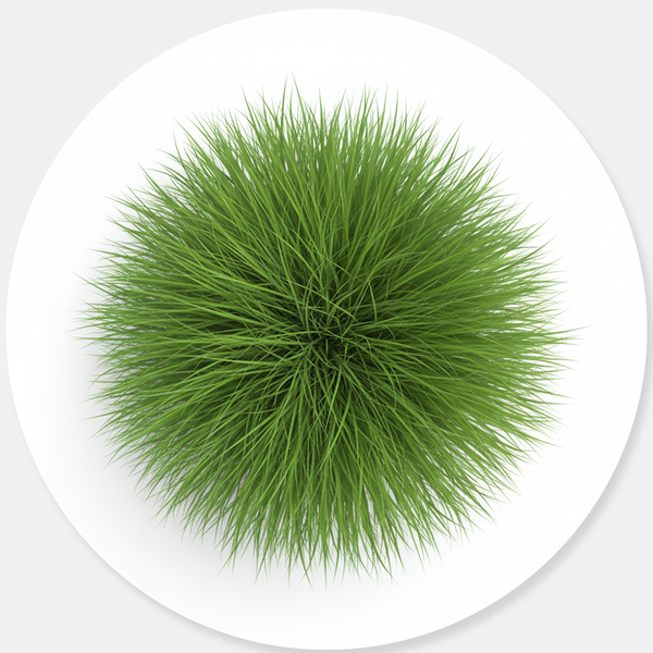 Ornamental Grass Seeds