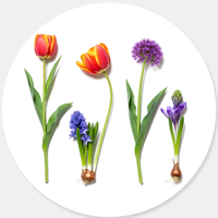 Perennial Bulbs