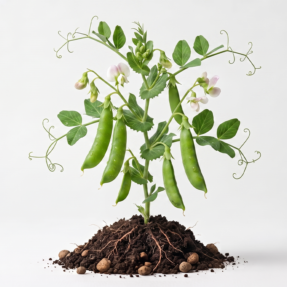 Pod & Legume