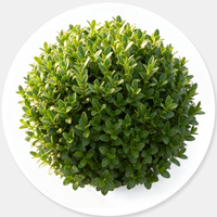 Evergreen Shrubs