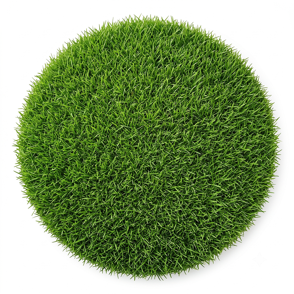 Lawn Grass