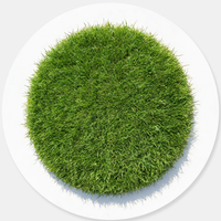 Lawn Grass