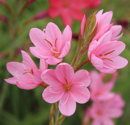 Schizostylis Coccinea Pale Pink Flower Seeds for Planting