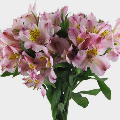 Peruvian Lily Flower Seeds for Planting – Seeds for Alstroemeria Blooms
