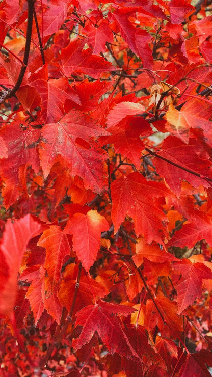 Red Oak Tree Seeds for Planting