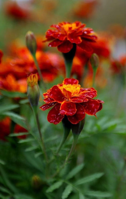 Marigold Dwarf Mixed Seeds Vibrant Garden Planting